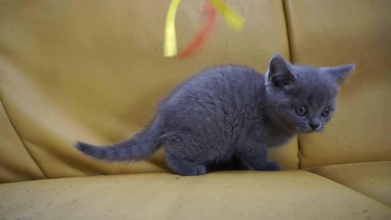 セルカークレックス子猫2018.6.10産れブルーシーダキャット猫のお店