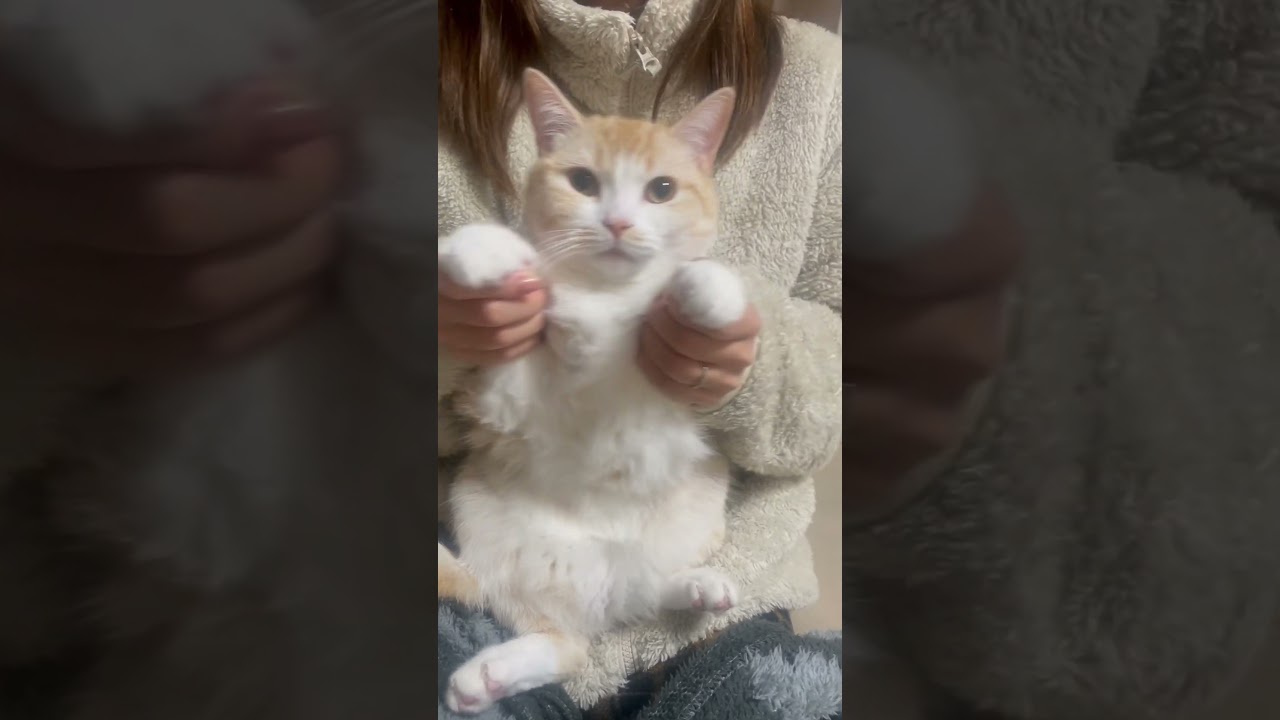 オトナブルー踊ってみた猫 #猫 #cat #tiktok #スコティッシュフォールド #cute #猫動画 #可愛い #おもしろ #癒し #オトナブルー #踊ってみた #流行