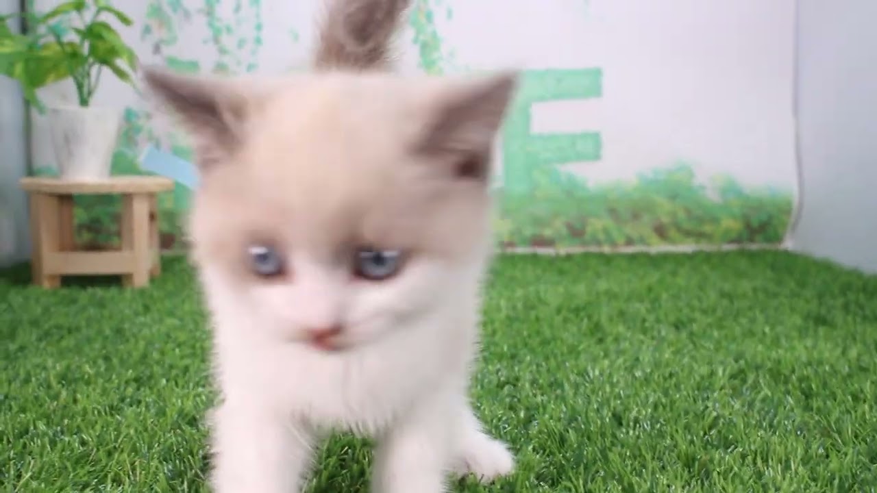 Coo&RIKU　No625194　ブリティッシュショートヘアー