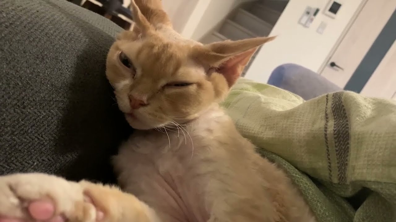寝顔が可愛いデボンレックス猫兄です（Devon Rex cat is a sleeping beauty)