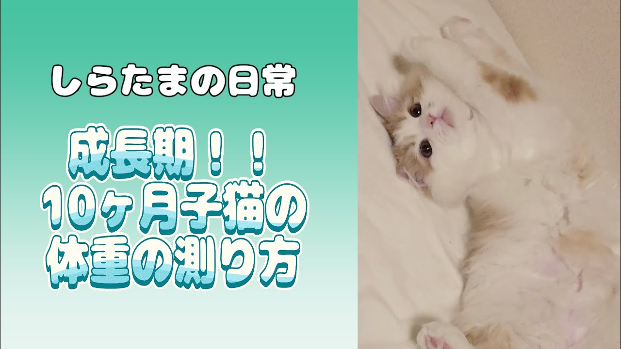 【子猫】ラガマフィンの子猫10ヶ月の体重は？！測り方はシンプル！#ラガマフィン #猫動画 #子猫 #cat