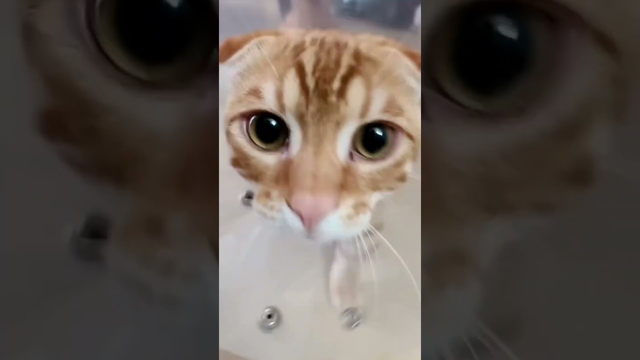 お迎えに上がる🐈 #キンカロー #子猫 #cat #猫のいる暮らし #猫 #catlover #고양이 #catvideos #catlovers #catvideo