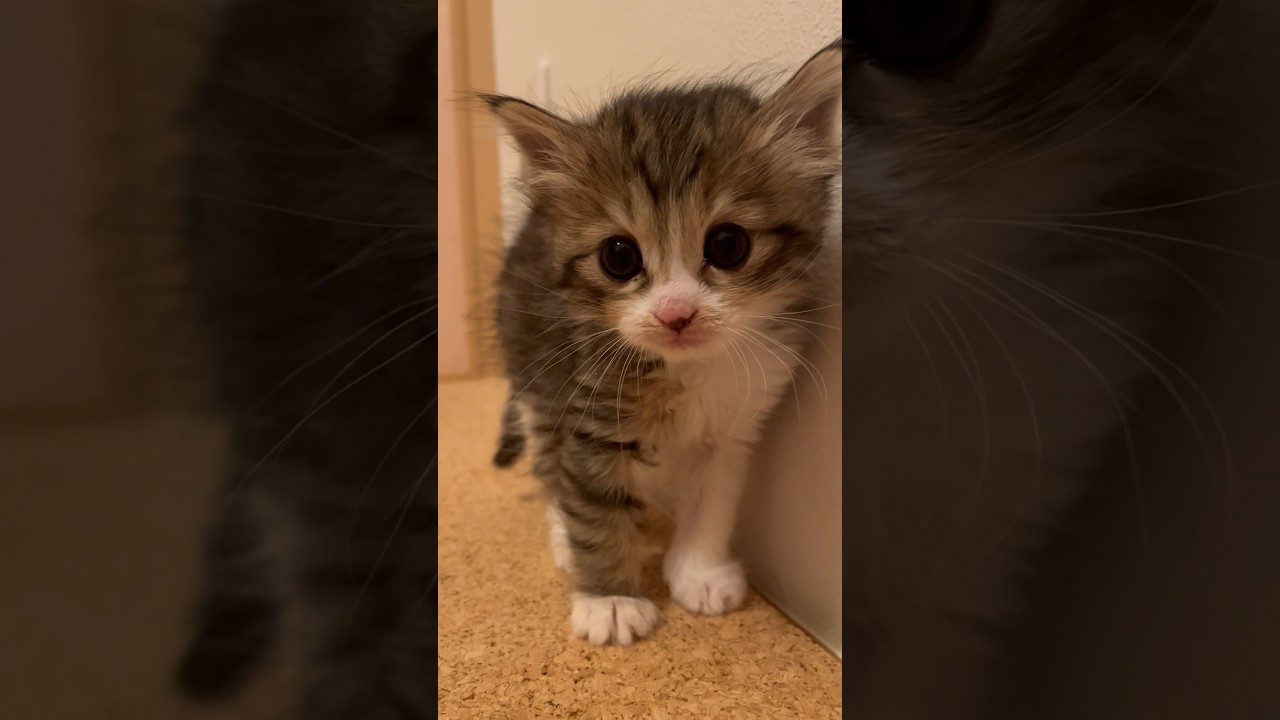 我が家に来て１週間の子猫のメルちゃんが可愛すぎて動画にしました。#kitten #cat #子猫