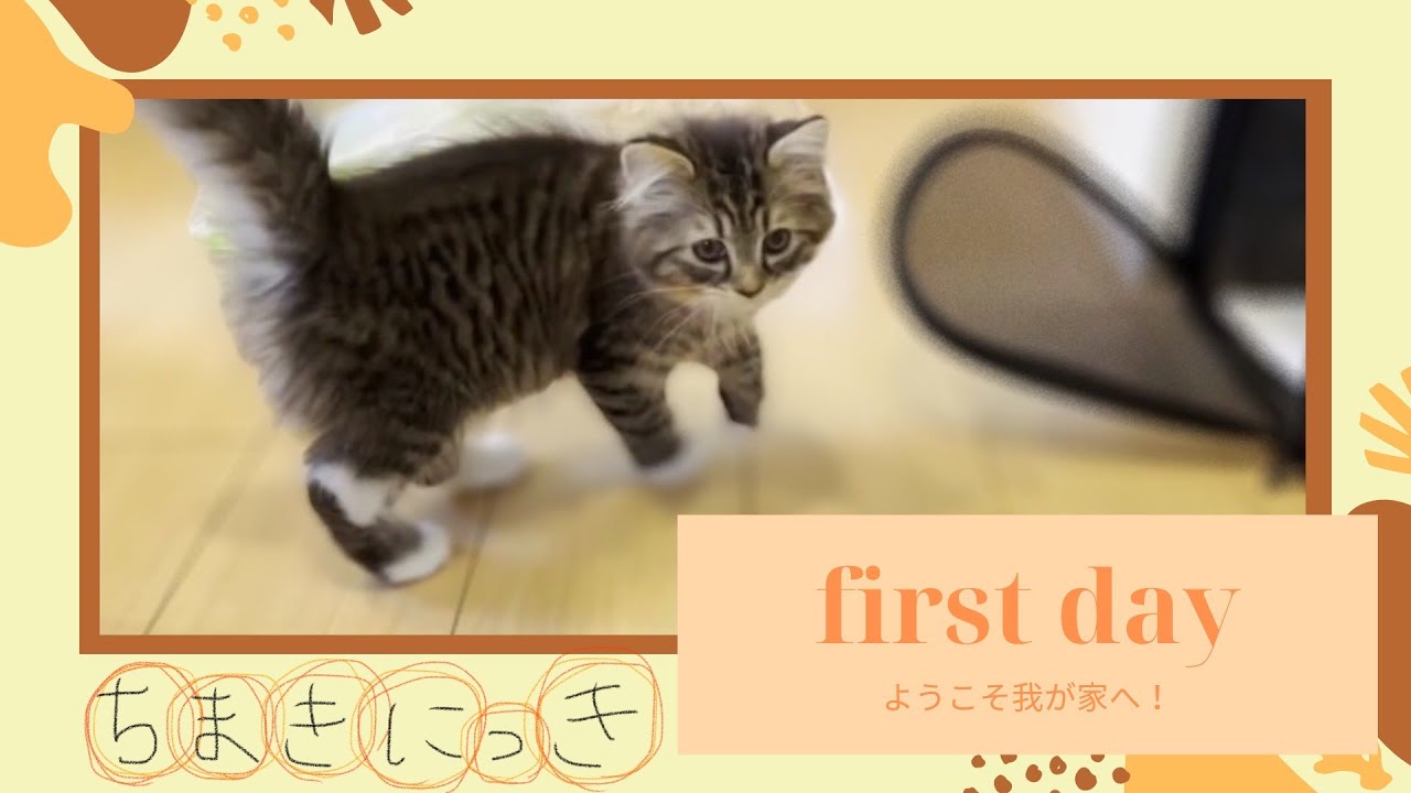 【ちまき日記】サイベリアンの女の子をお迎えしました【Chimaki's Diary】