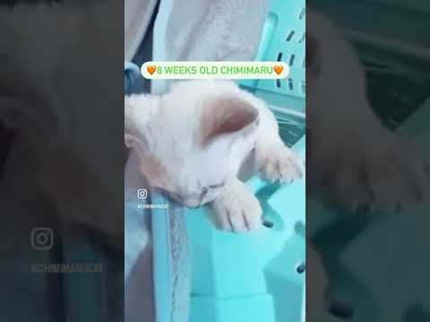 Chimimaru was only 900g little cutie pie 2 months ago🧡 #devonrex #デボンレックス #子猫 #kitten #shorts