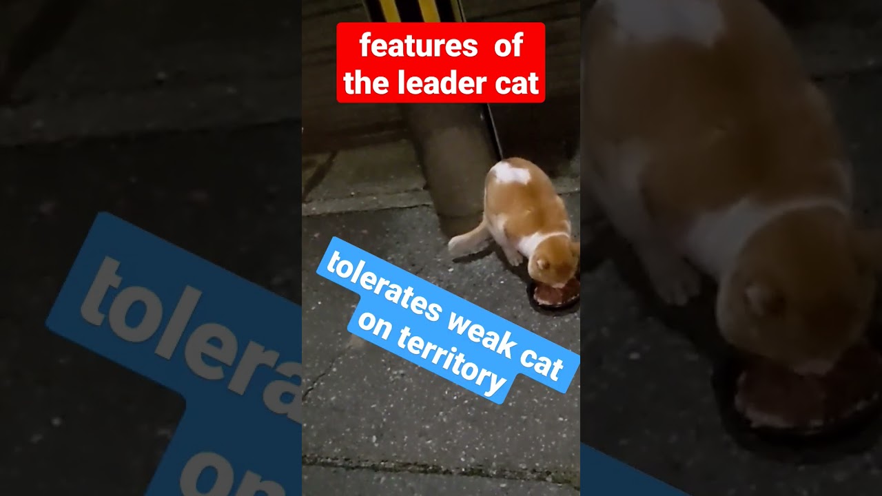 【Japanese leader  cat ，it's  cool】（日本のボス猫）