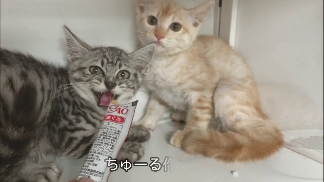 【人馴れしてない威嚇子猫達】① 生後３ヶ月で保護した子猫の兄妹。なかなか人馴れせずです