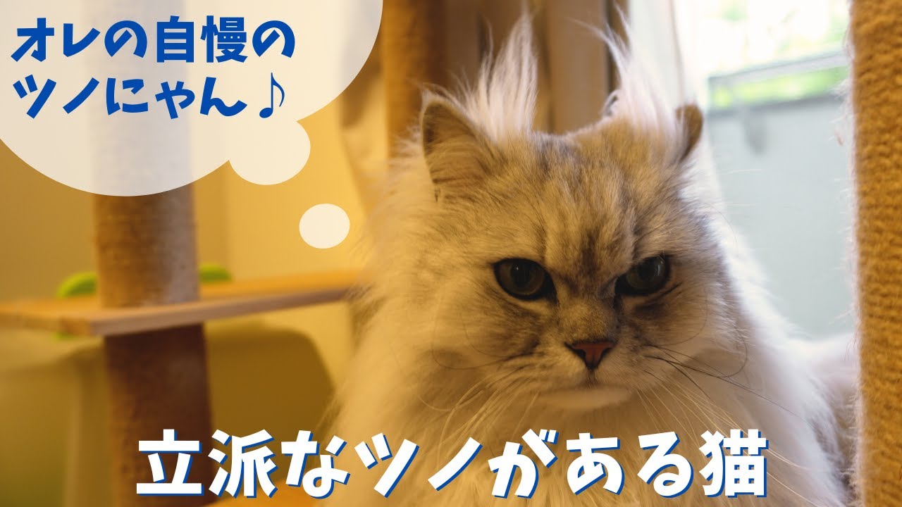 立派なツノがある猫｜ラガマフィンのラガさん