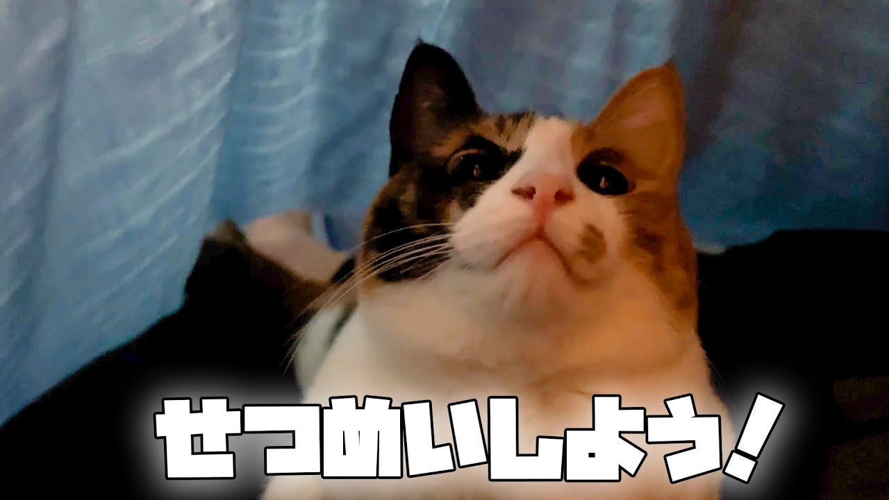 何故こんなにもこの猫が可愛いか、あなたにはわかりますか？