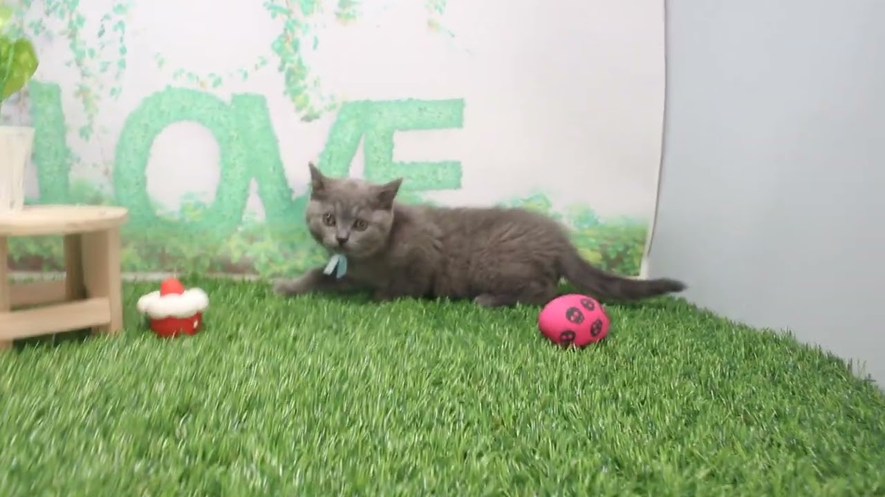 Coo&RIKU　No623590　ブリティッシュショートヘアー