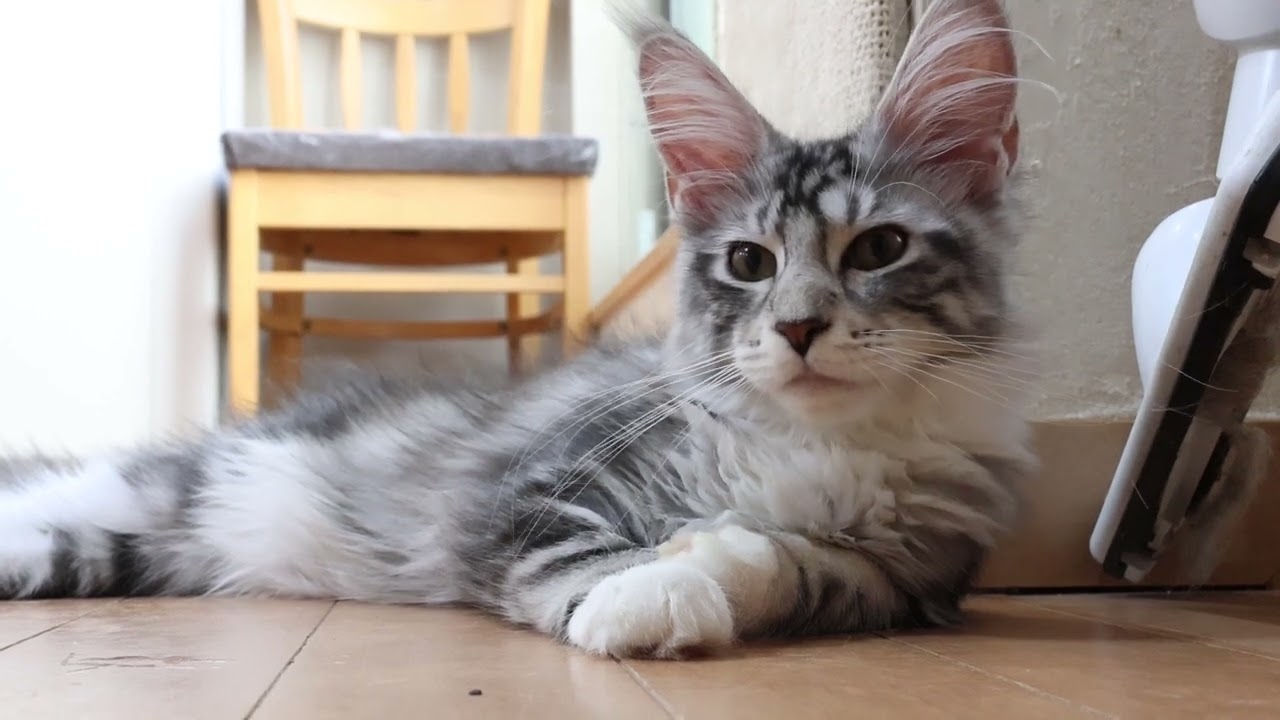 可憐なシルバーのメインクーン子猫イブちゃん