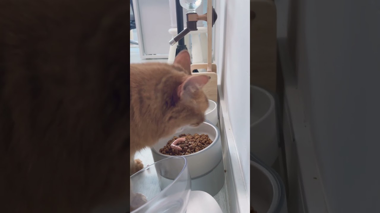 2022年5月16日＠曹杨路アパート #cat #somali #ソマリ