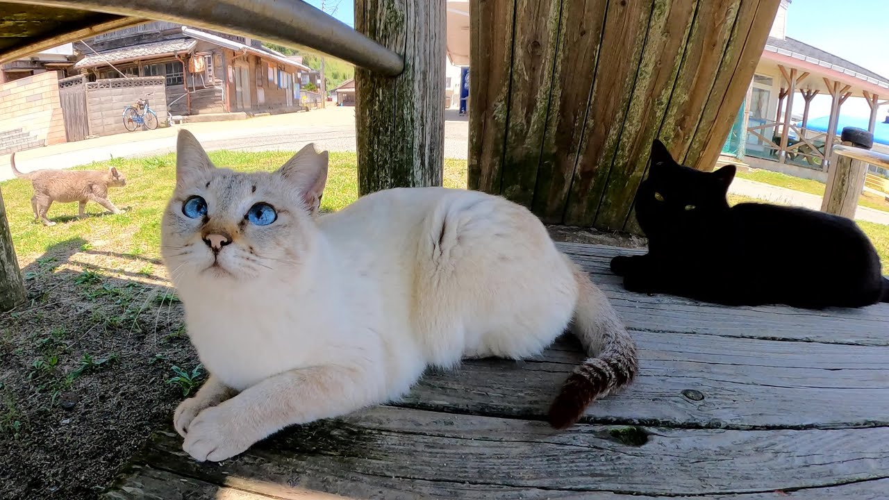ブルーの瞳のシャム猫が公園のアスレチックに登って楽しそうに遊ぶ