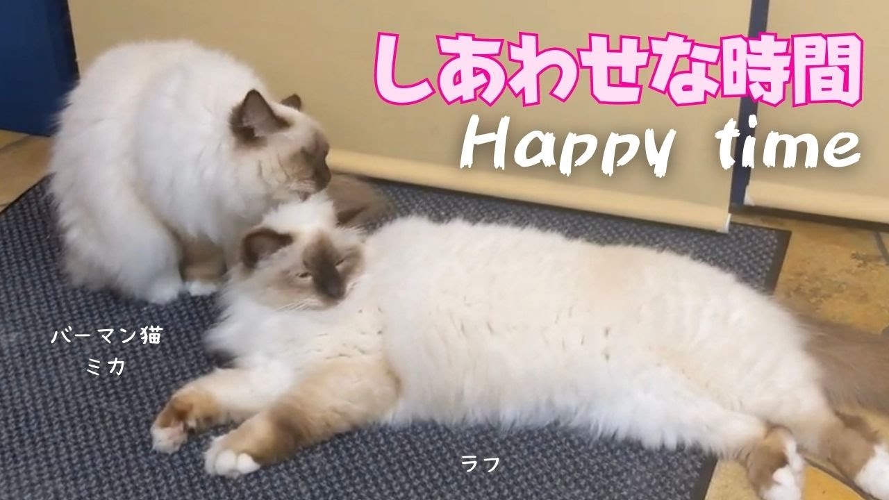 バーマン猫ミカとラフとガブ【しあわせな時間】Happy time（バーマン猫）Birman/Cat