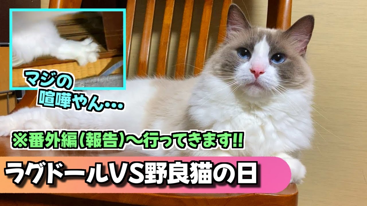 ラグドールと野良猫がブレイキングダウンを始めたので、マジで止めた日＆ちょっと行ってきますという報告！！【ナレーションはずんだもんに任せています】