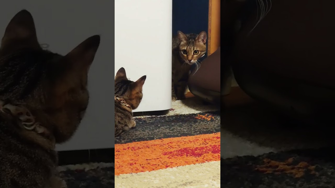 子猫にストーカーされるもなちゃん【 #猫 】【 #cat 】