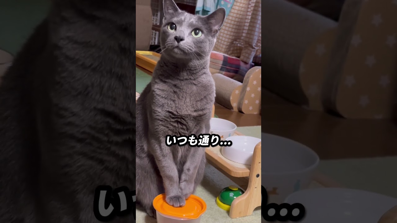 【ロシアンブルー】めろん、土曜日の朝..元気です😊今日は通院日です..😌【猫】#shorts