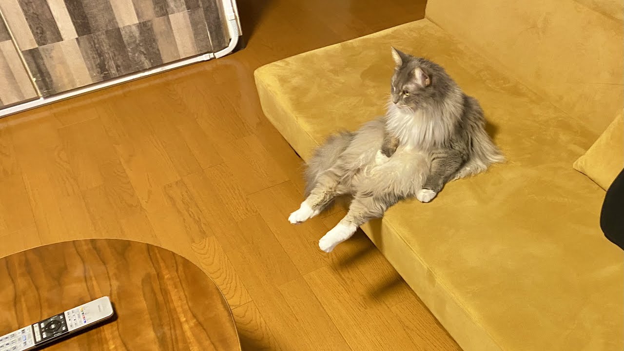 ソファの使い方を完璧に理解しているメインクーンの猫/Maine Coon cat that understands how to use the sofa perfectly.