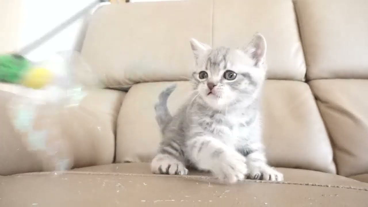 ブリティッシュショートヘアー子猫　British Shorthair　2023.2.12産まれ　ブルータビー　男の子　シーダキャット猫のお店