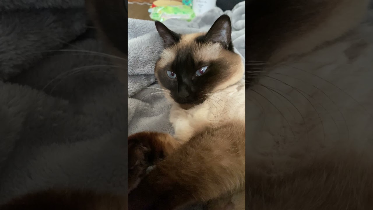 【2023.05.15】今日のシャム猫のふくさん（音無し）【たぬき猫】 #shorts