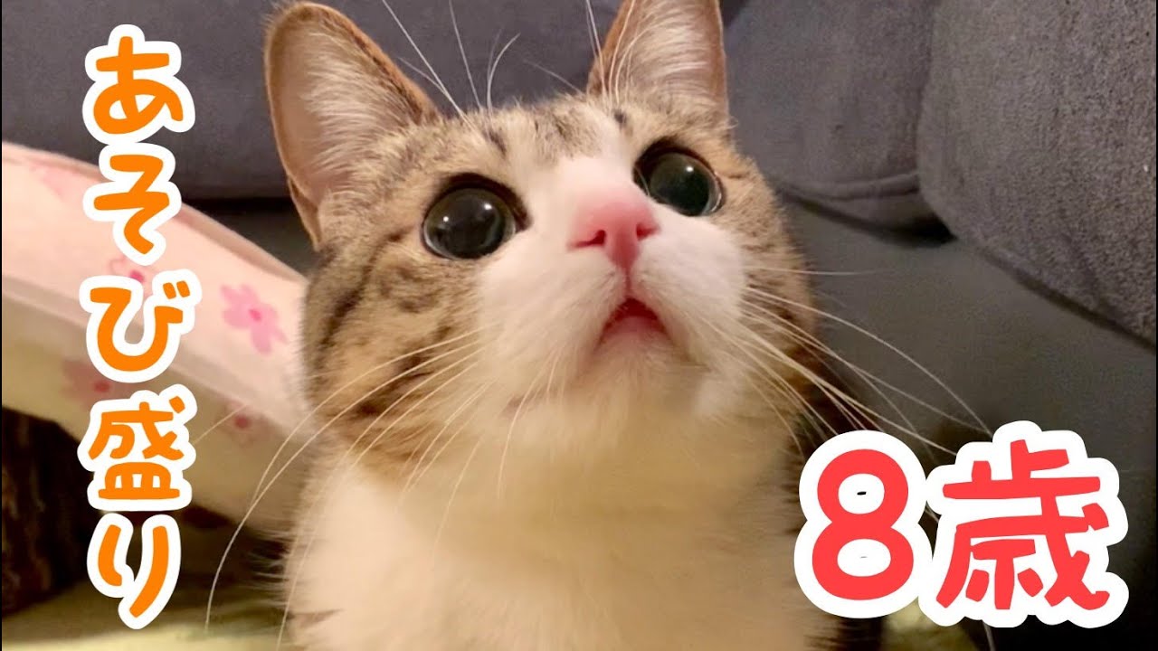 子猫のようにあそぶ8歳の猫が可愛すぎる。vol.812