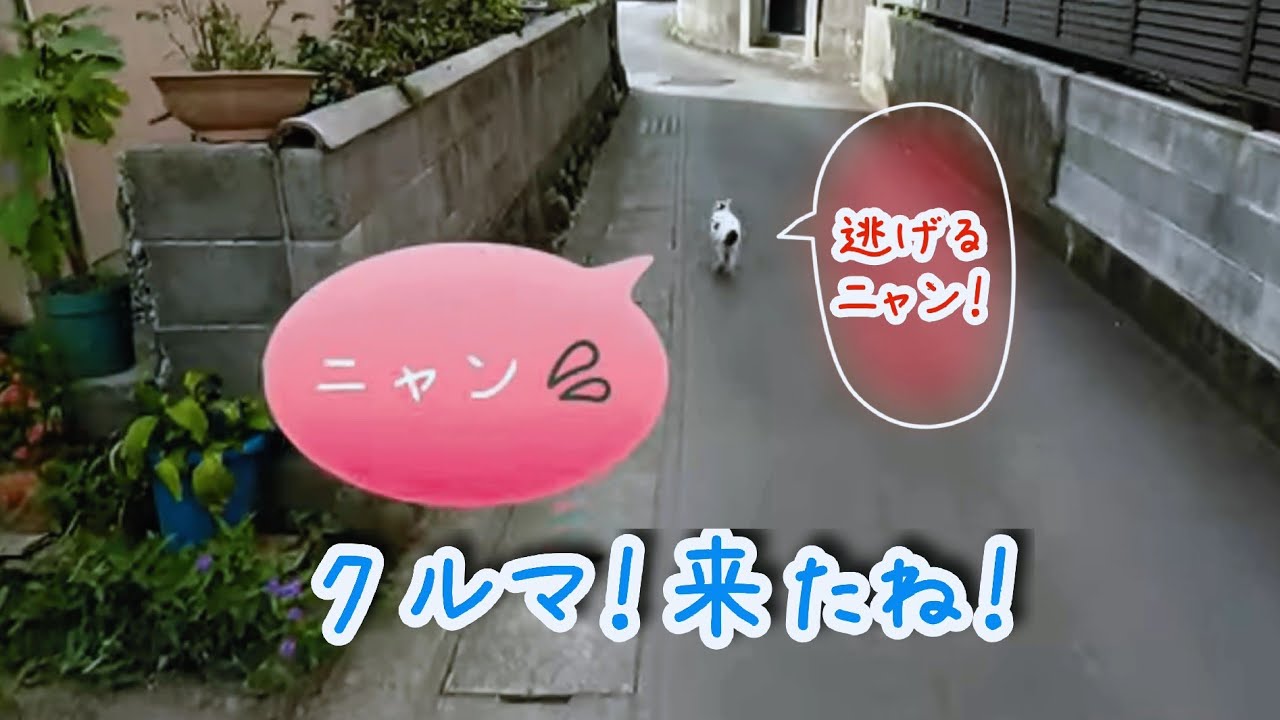 【さんぽねこのゆきちゃん】クルマが来たニャン！ね。逃げろ～！早い！早い！逃げ足が最高にかわいい♥️ 尻尾が筆先みたいなジャパニーズ・ボブテイル│ リードなしでの猫散歩│熱海│伊豆│日本猫