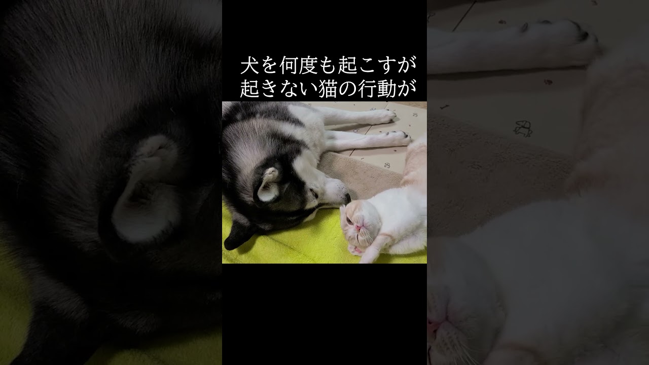 全く起きない犬を何度も起こす猫がかわいい...