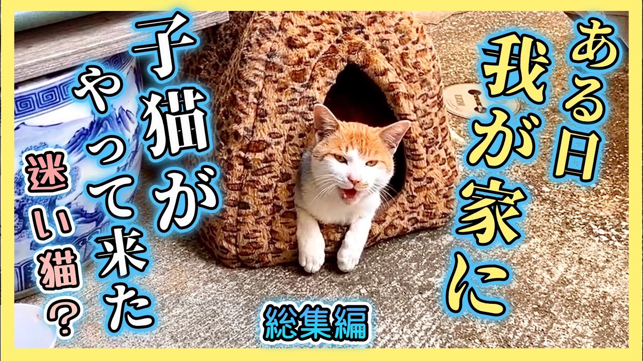 【捨て猫⁉︎ 突然現れた茶白の子猫】総集編 未公開映像あり「出逢いから安住の地に辿り着くまで」心温まる感動のお話し