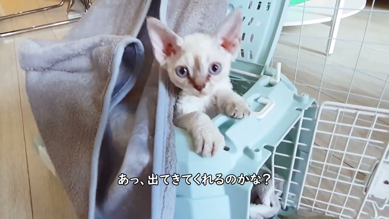 [DAY 1] Devon Rex kitten has arrived! / デボンレックスの子猫がうちにやってきました！