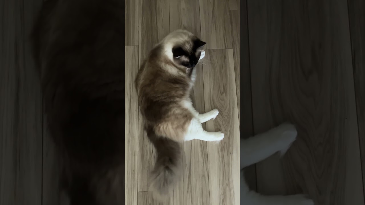 床で休憩中のラグドールのたぬきみたいな猫 #kitten #ragdoll #ねこ #ラグドール #ラグドール子猫 #cat #アライグマ #こねこ #たぬき #ねこのいる生活
