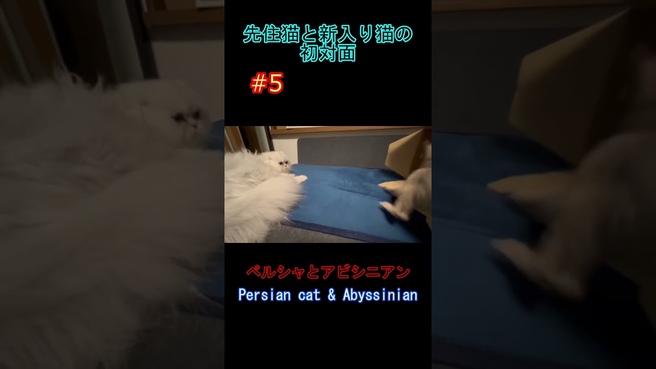 先住猫と新入り猫の初対面 #5 ペルシャとアビシニアン Persian cat & Abyssinian