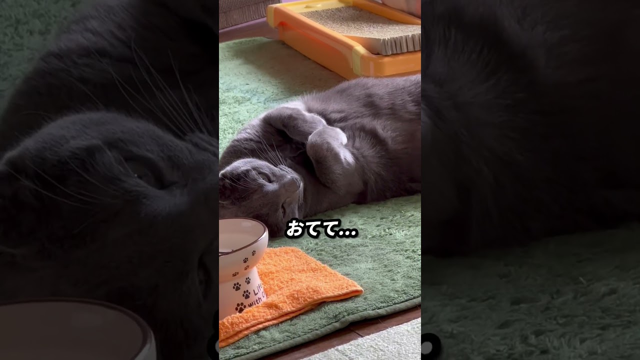 【ロシアンブルー】週末は暖かくていいお天気...めろんも気持ち良さそうにしてました😊【猫】#shorts