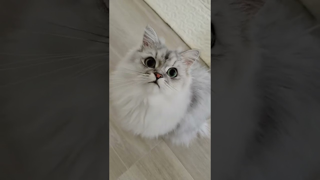 【Can you not look away?】キュンとしたら負け！【もふもふペルシャ猫】