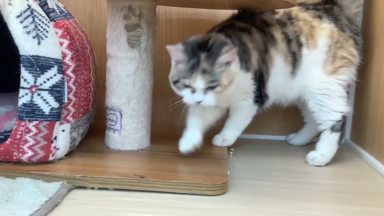 スコティッシュフォールド♀2212D0595