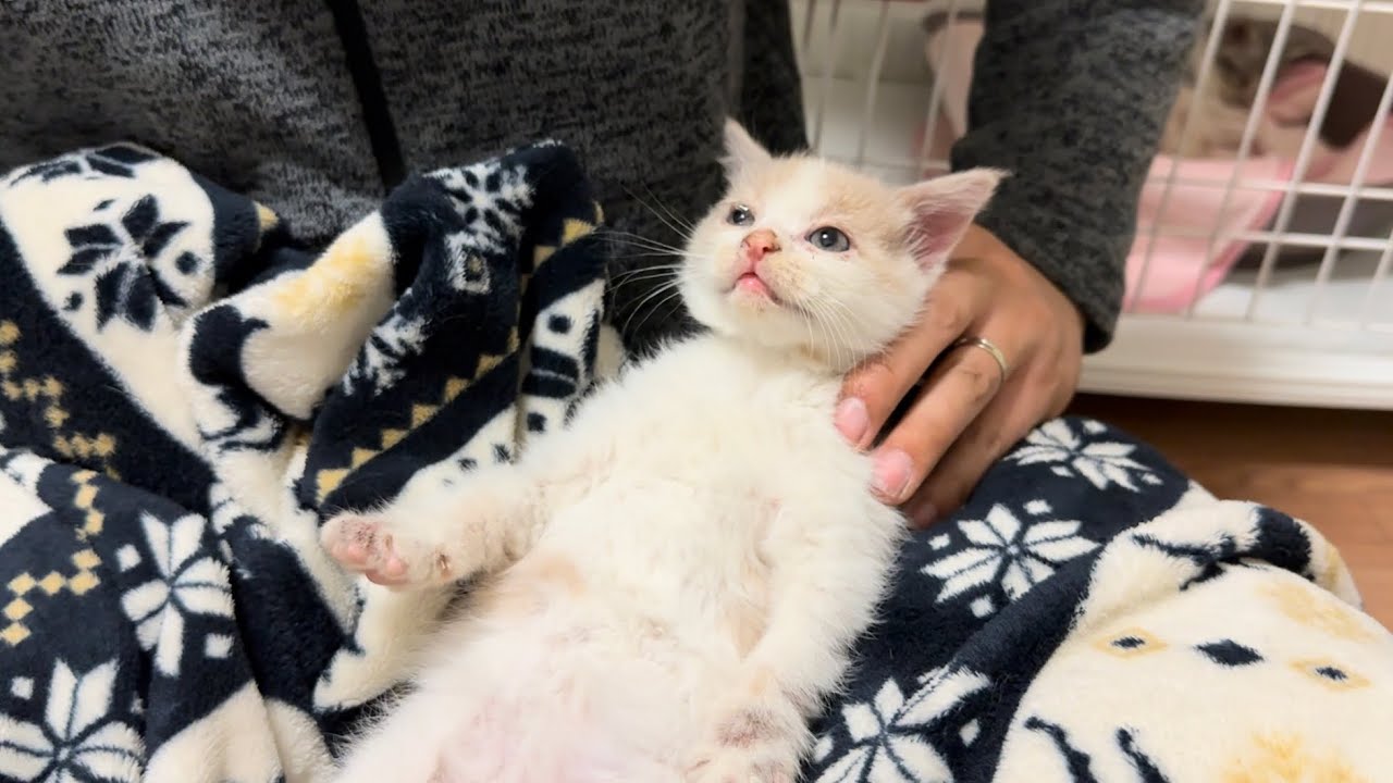 初めての目薬で子猫がこうなりました。 #33