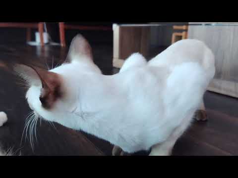 ペットショップCoo&RIKU 598557 トンキニーズ