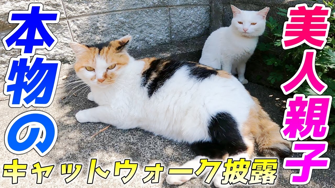 母猫と娘猫が親子揃ってランウェイでモデル歩きを披露してくれました…笑[三毛母猫と子猫]