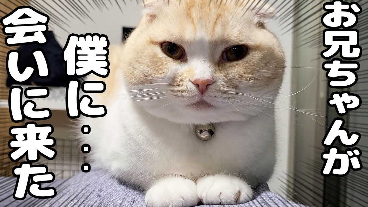 半年ぶりに猫とお兄ちゃんが再会したらまさかの展開になりました…笑