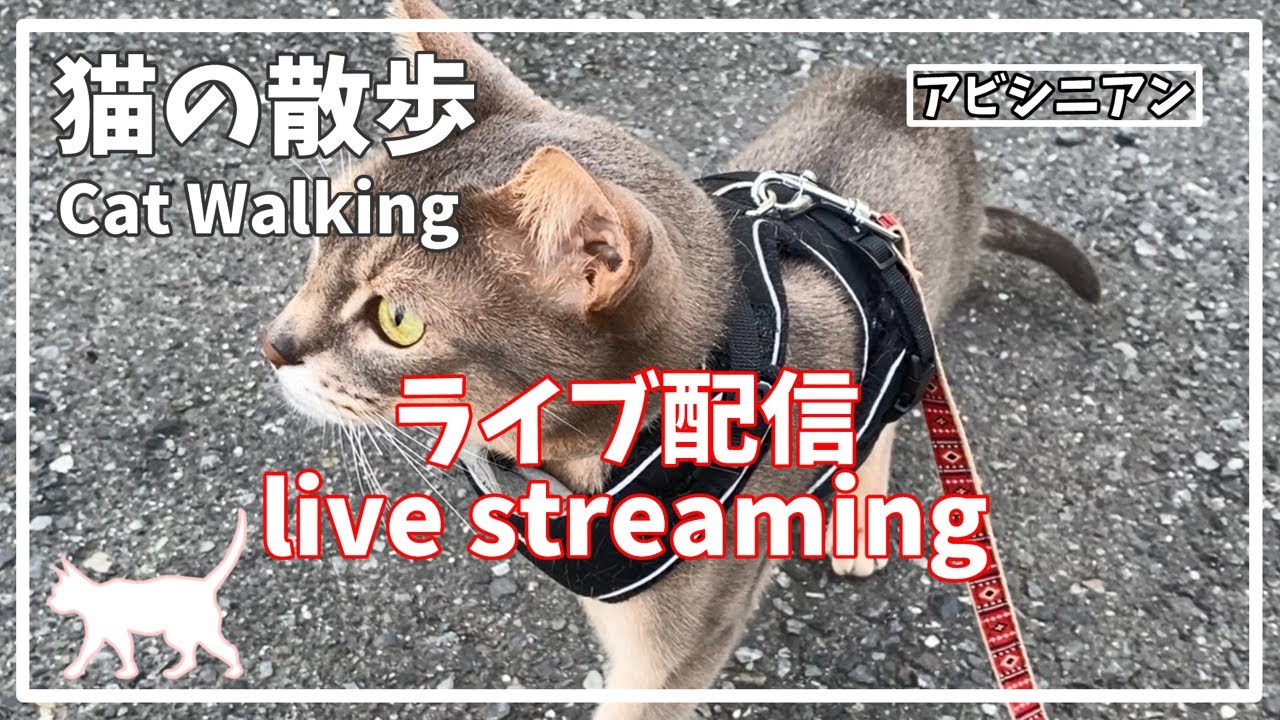 アビシニアン 猫散歩 ライブ配信