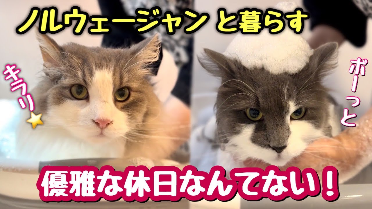 【ノルウェージャンを飼うと】そう休日なんてないんです‼️