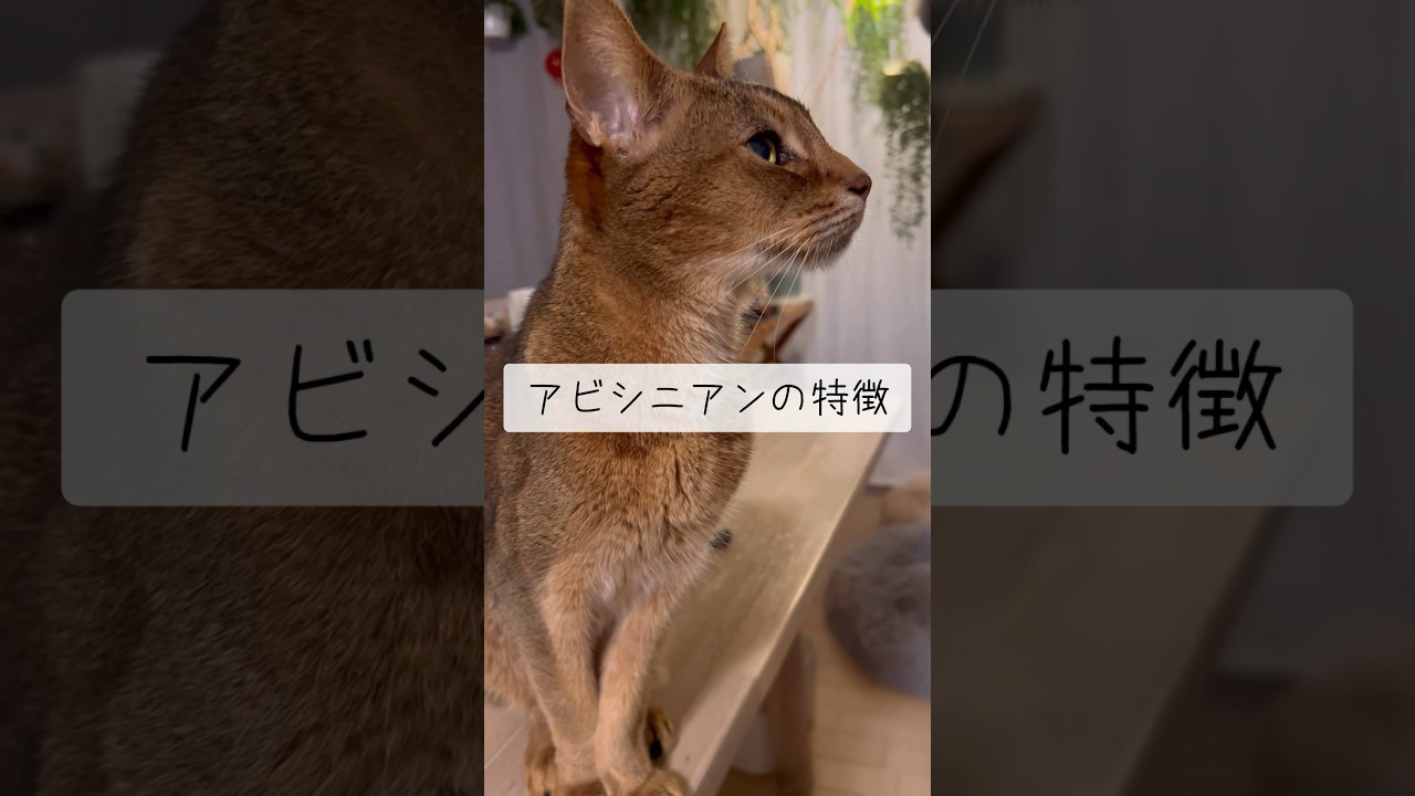 アビシニアンの特徴 #shorts #猫動画 #アビシニアン #cat #まな猫