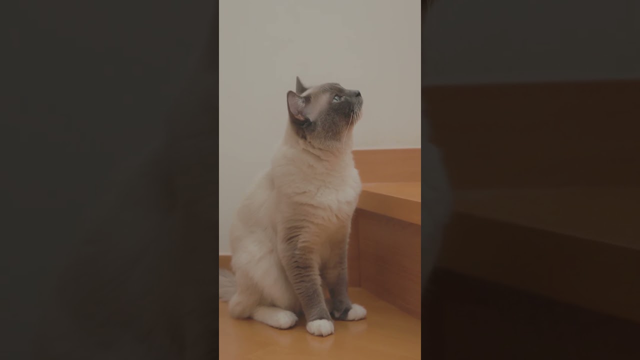 突然の「ちゅっ」#shorts #猫 #ラグドール #ragdollcat