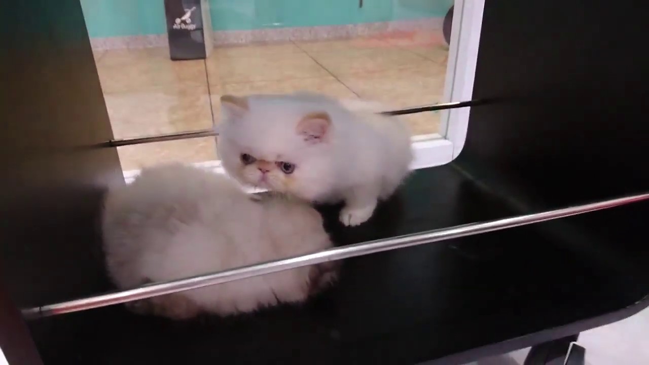 ヒマラヤンの子猫