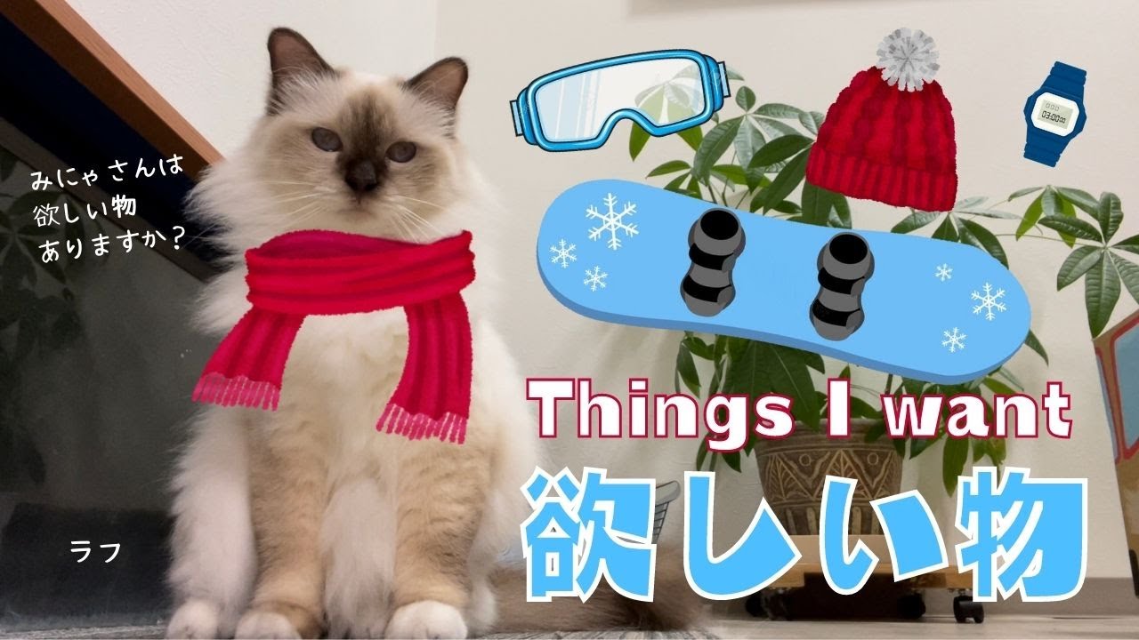 バーマン猫ラフは思い浮かべるだけでも楽しくなる【欲しい物】Things I want（バーマン猫）Birman/Cat