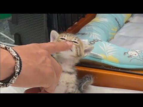 保護猫の子猫ちゃん達が自由に動き回れる場所を作りました！