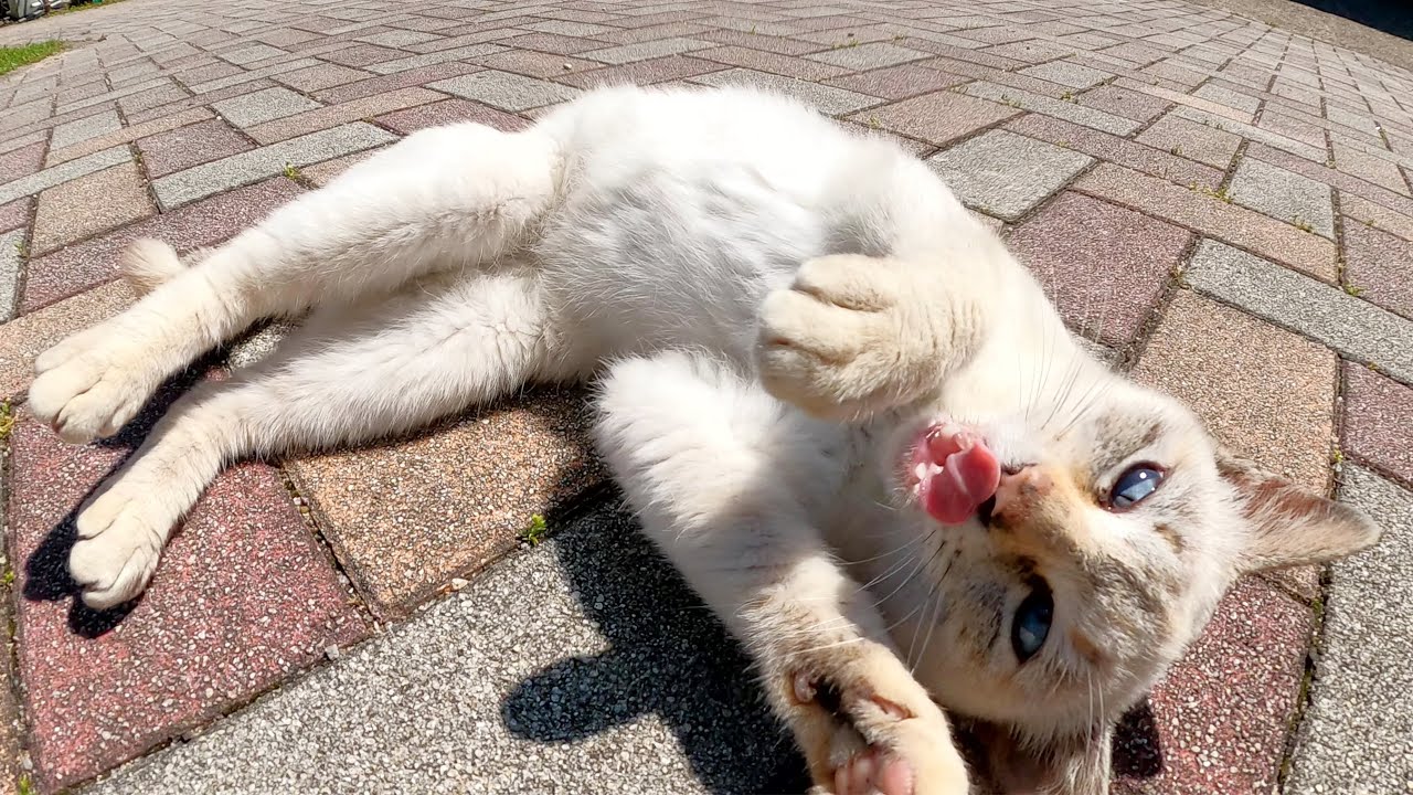 シャム猫が青い瞳で見つめながらコロンコロンと転がりながら甘えてきた