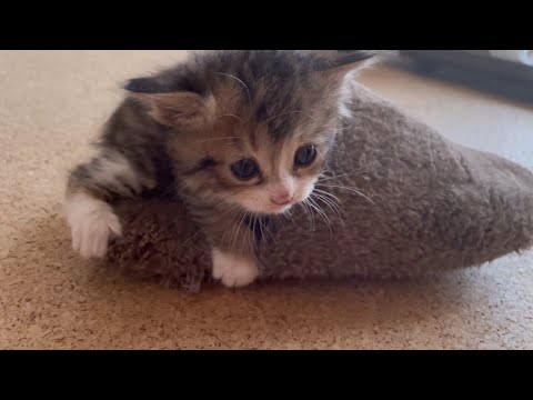 かわいすぎな子猫を引き取って２日目。食べ物に困る。