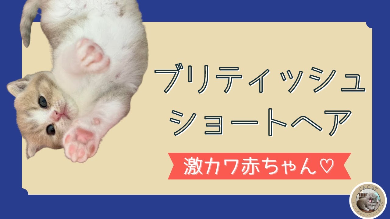 【ブリティッシュショートヘアー】生後１ヶ月の激かわ赤ちゃん❤️