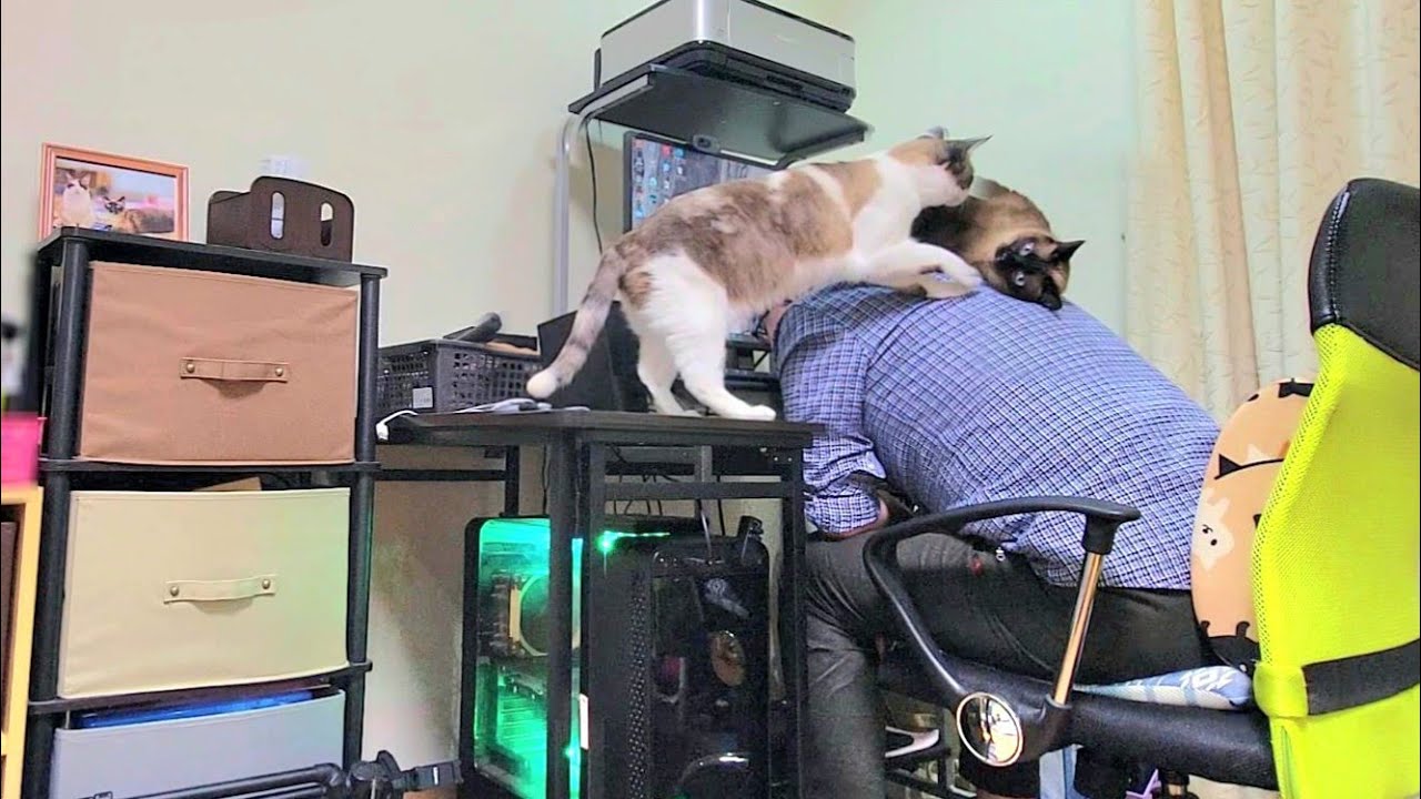 背中から30分以上離れないシャム猫の元へペポ猫が来た結果！驚🐾