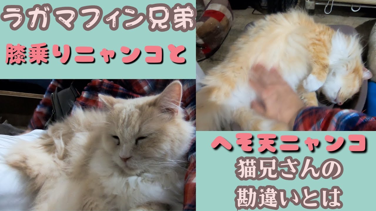 膝乗りのラガマフィン兄弟はリラックス中の癒し＆猫兄さんの勘違い（保護猫カフェ猫の木）十三駅 Ragamuffin brother cute video